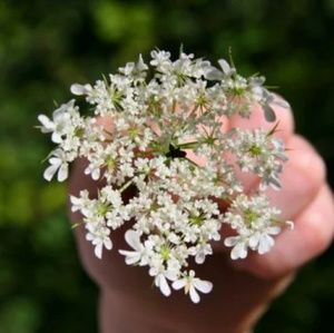 Meet your Posher, Janet